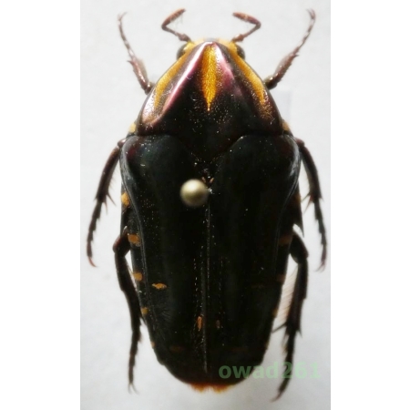 Cetonidae1 sp. 23mm Indonesia, Sumatra Is